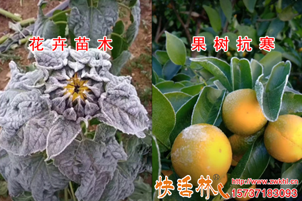 植物防凍劑的主要成分是什么，為什么快活林防凍劑抗凍還能增品質(zhì)