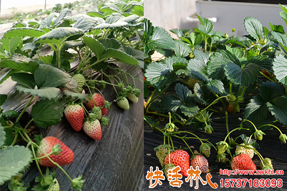 快活林果樹(shù)生根劑對(duì)草莓兩次效果，目測(cè)增產(chǎn)百分之20管理好更多