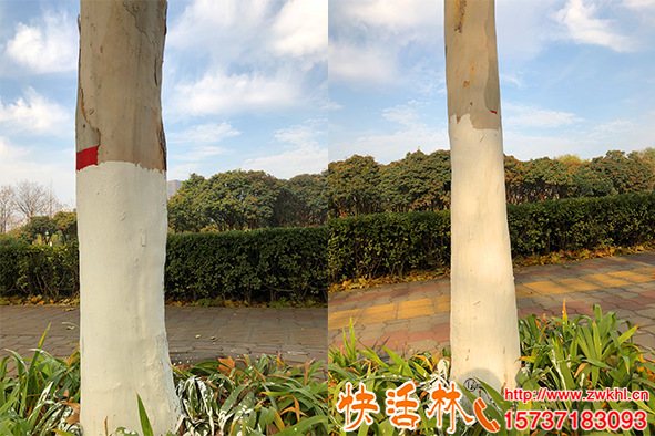 冬季喬木涂白的材料用什么好，法桐樹太光滑怎么涂白不掉