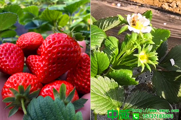 草莓施肥用什么肥料，草莓怎么用肥味道更甜