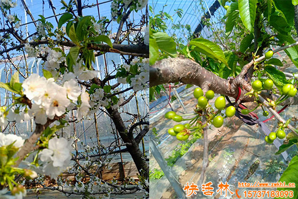 果樹專用防凍劑防寒抗凍預(yù)防大溫差保護(hù)果樹健康生長
