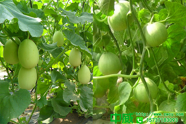 甜瓜種植技術(shù)與管理，甜瓜怎么管理甜瓜才會更甜？