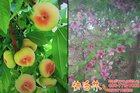 新疆庫爾勒周經(jīng)理幾十畝香梨蟠桃用快活林果樹防凍劑預(yù)防倒春寒