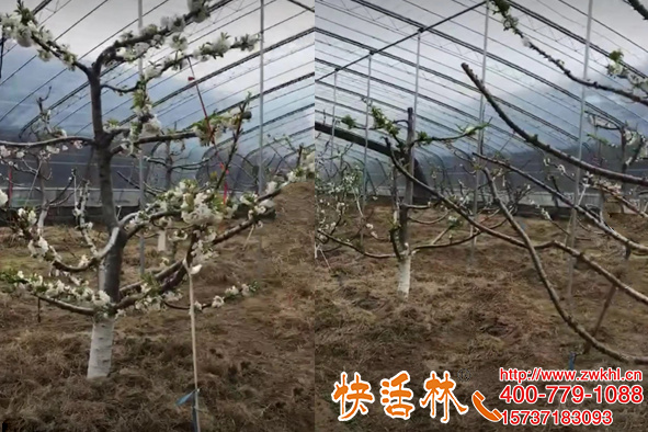 是什么原因讓浙江杭州林經(jīng)理櫻桃樹每年都用快活林果樹涂白劑