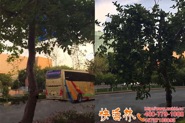 新疆烏魯木齊楊經(jīng)理綠化樹(shù)用快活林給樹(shù)輸液葉子一星期又綠又厚