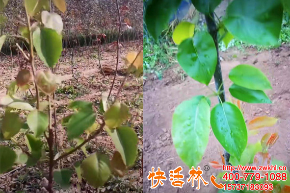 河南南陽(yáng)鎮(zhèn)平縣李經(jīng)理山上栽裸根梨樹(shù)澆快活林果樹(shù)生根劑恢復(fù)