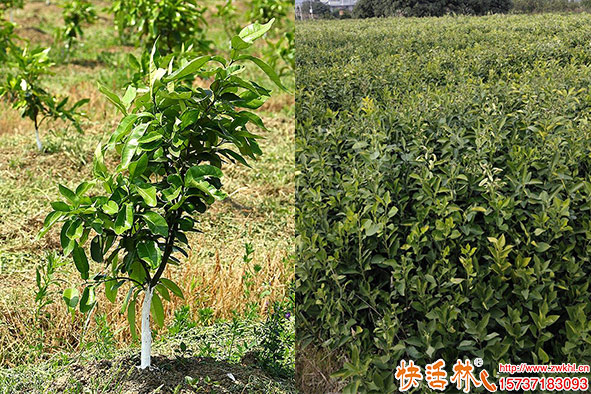 快活林柚子樹(shù)防凍