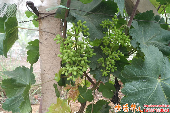 快活林菌地帶葡萄使用
