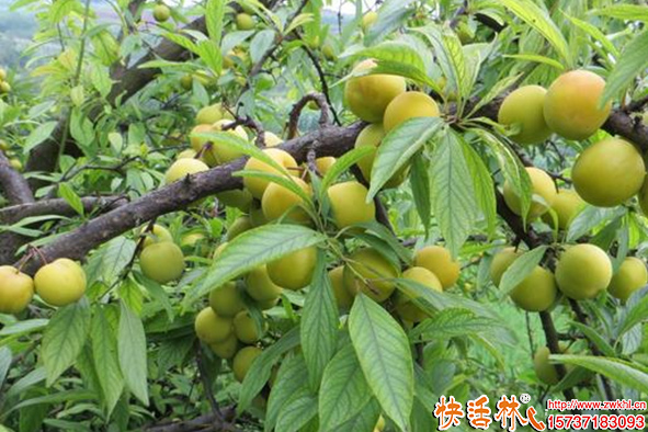 快活林李子樹養(yǎng)護