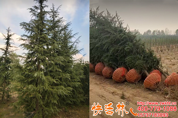 綠化松樹怎么移栽？快活林樹木移栽生根劑養(yǎng)護大雪松緩苗快成活高