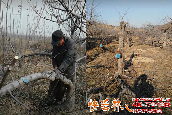 種了大半輩子蘋果沒想到果樹愈合劑恢復(fù)，蘋果修剪就得這樣涂