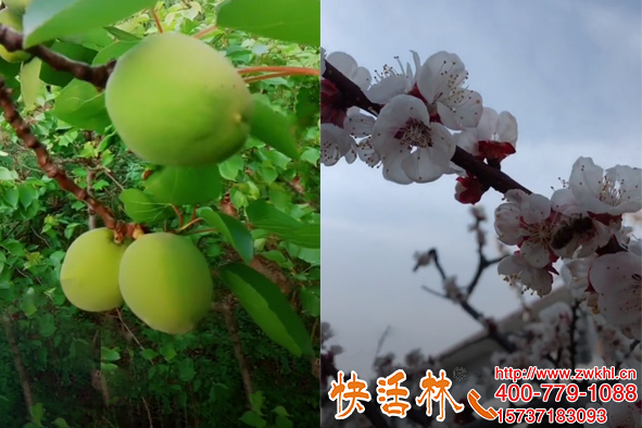 植物防凍液使用方法用的對(duì)效果能翻倍杏樹預(yù)防倒春寒太管用