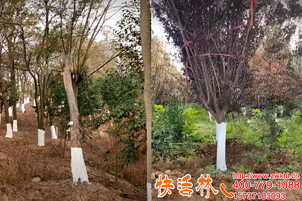 快活林可噴涂型樹干涂白劑制作方法不簡單高效施工更方便