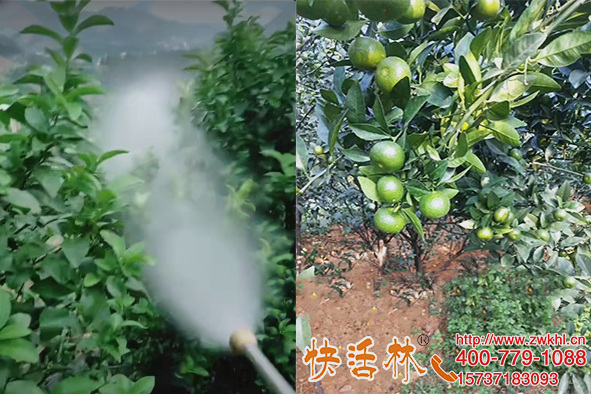 上海強(qiáng)力植物抗凍劑選快活林，柑橘防凍保鮮提高抗凍能力
