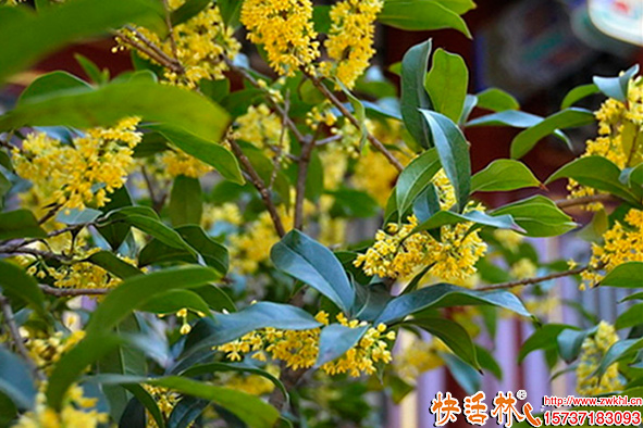 快活林桂花樹(shù)養(yǎng)護(hù)