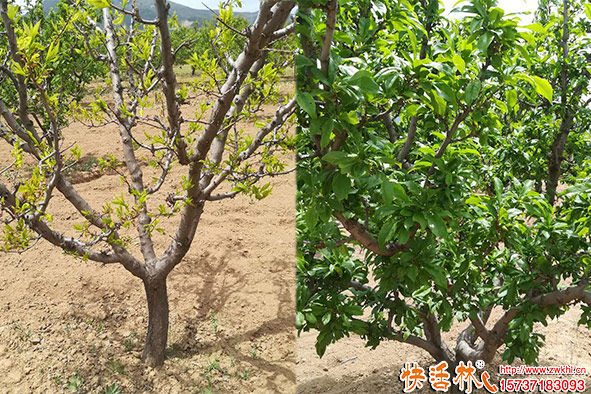 快活林桃樹生根劑養(yǎng)護