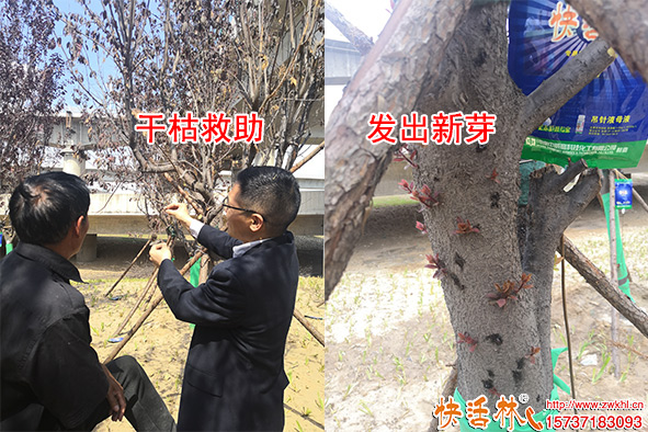 快活林吊針液使用發(fā)新芽