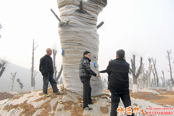 大樹移栽后護(hù)理規(guī)范，大樹移栽后應(yīng)該怎么養(yǎng)護(hù)管理？