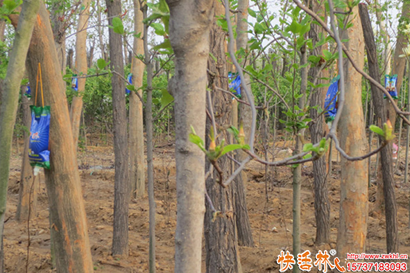 快活林苗圃養(yǎng)護