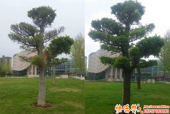 快活林吊針液大樹恢復