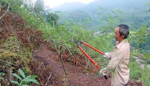 中威,中威春雨,花椒冬季養(yǎng)護(hù),花椒養(yǎng)護(hù)要點(diǎn),快活林涂白劑,快活林防凍劑