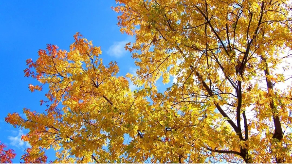 敲黑板，知識(shí)點(diǎn)來(lái)了！園林樹(shù)木秋季栽植何時(shí)為宜？