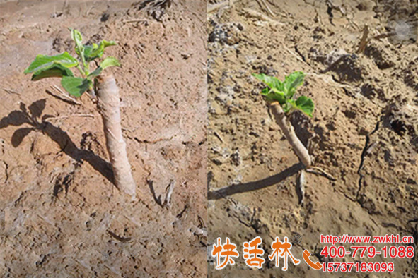 快活林果樹生根劑真好用，山西晉城朱經(jīng)理沒經(jīng)驗種蘋果樹都成活