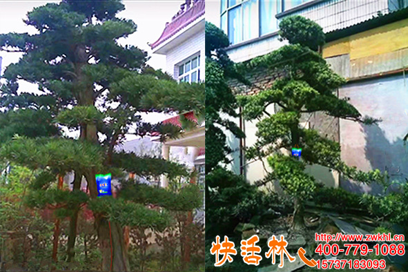 云南昭通劉經(jīng)理大樹澆水多掉葉，掛快活林樹營養(yǎng)液恢復了