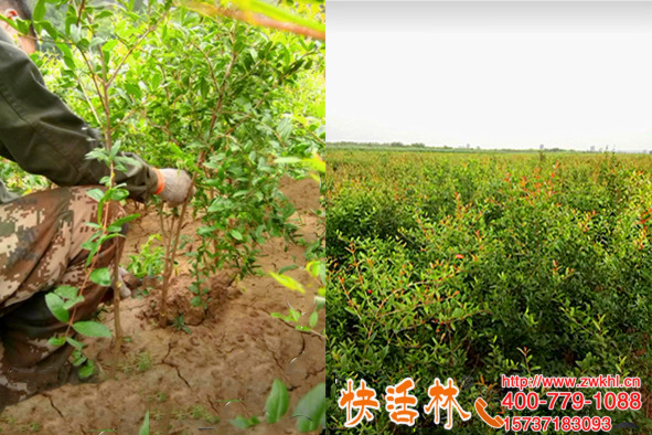 冬季小果樹怎么防凍河南洛陽周經(jīng)理百畝石榴樹防凍終于萬無一失