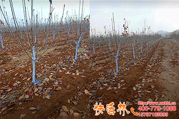 果樹涂白劑哪里買，陜西寶雞鄧經(jīng)理櫻桃樹今年用快活林涂白防護
