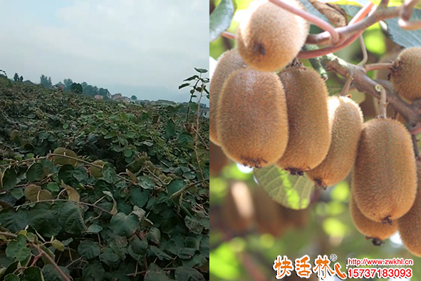 藤本植物怎么抗凍？藤本植物防凍藥哪種好？