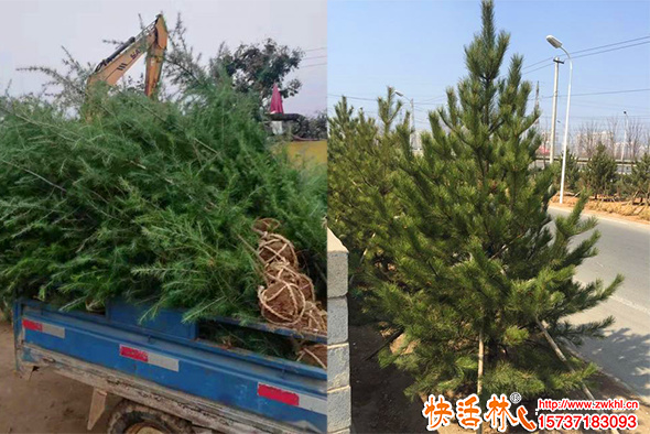 松樹怎么養(yǎng)護(hù)成活高？松樹營養(yǎng)生根粉用什么效果好？