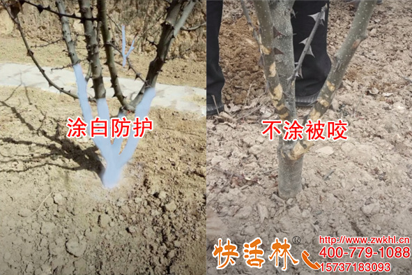 樹木防蟲涂料刷上快活林涂白劑，花椒樹防蟲防病防被動物咬