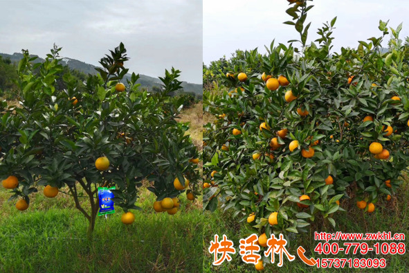 柑橘掛快活林果樹(shù)營(yíng)養(yǎng)液補(bǔ)充養(yǎng)分吸收率高膨果著色更安全