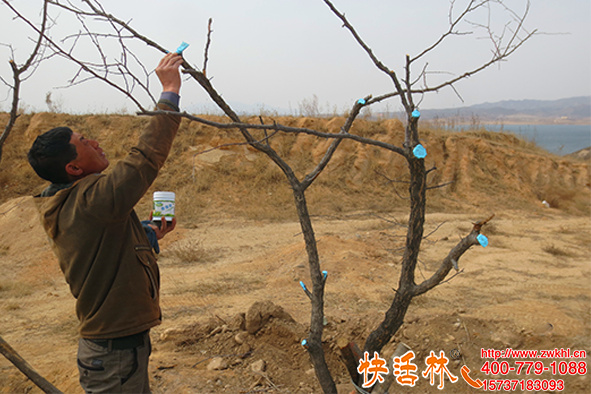 快活林樹木傷口愈合劑價格多少，一個傷口幾分錢不再感染腐爛