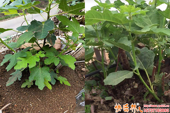 快活林無花果防凍