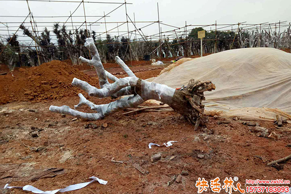 快活林大樹(shù)移栽生根粉