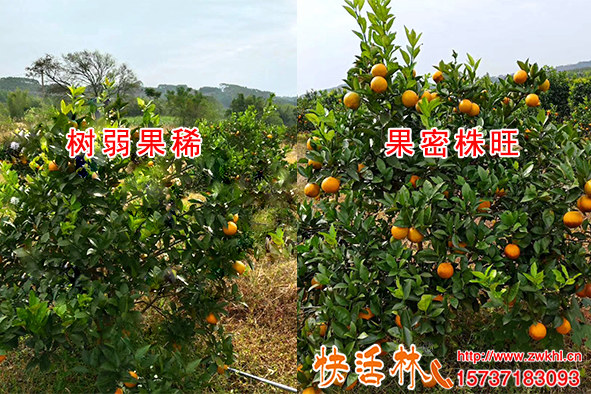 根腐病危害大怎么預(yù)防，快活林怎么生根壯苗全面改善果園