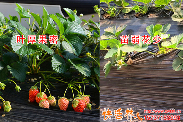 快活林生根粉價(jià)格多少，張經(jīng)理草莓大棚常年澆就比周圍產(chǎn)量高