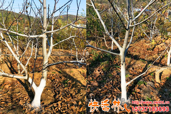 快活林核桃涂白劑價(jià)格多少果樹使用抗凍殺菌效果怎么樣