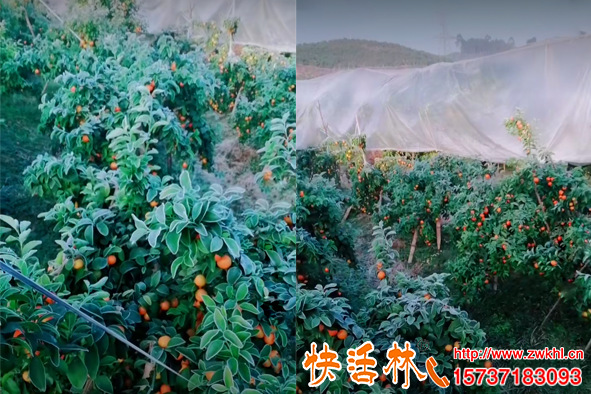 快活林苗木防凍液預防果苗凍傷，霜凍后楊經(jīng)理對過冬更有自信了