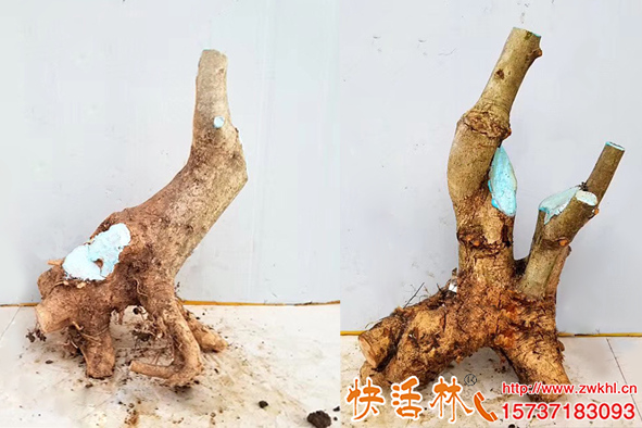 白蠟老樁傷口愈合保護涂刷快活林樹木愈合劑李經理還要推薦朋友用