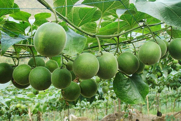 百香果養(yǎng)護