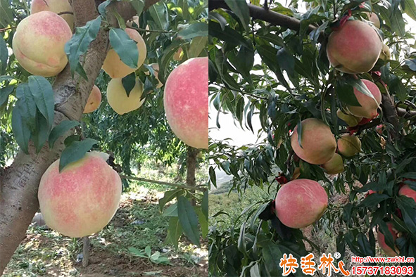 快活林桃樹養(yǎng)護(hù)效果