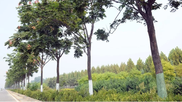 這些常見的涂白劑誤區(qū)，看看你中了幾個？！