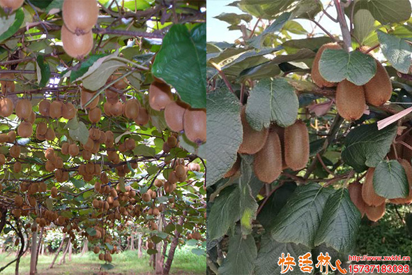快活林獼猴桃養(yǎng)護(hù)