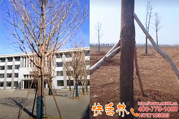 快活林生根粉哪里有賣的？湖南懷化趙經(jīng)理銀杏樹移栽用著都放心