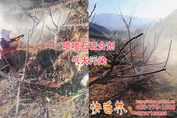 甘肅慶陽石經(jīng)理樹木涂白過冬，不打石硫合劑果園清園刷白一舉兩得