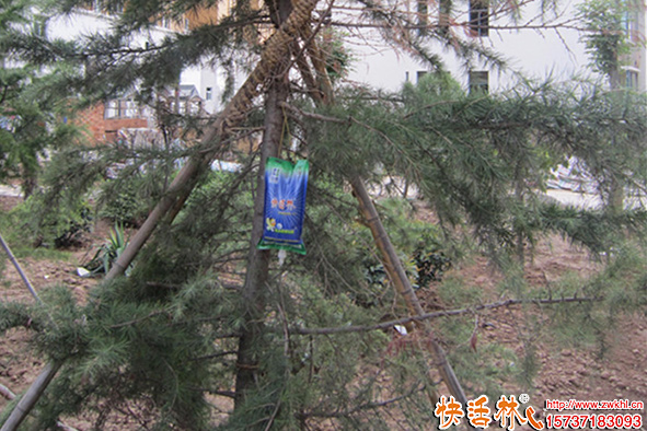 快活林吊針液松樹(shù)恢復(fù)