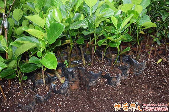 快活林柚子樹養(yǎng)護(hù)